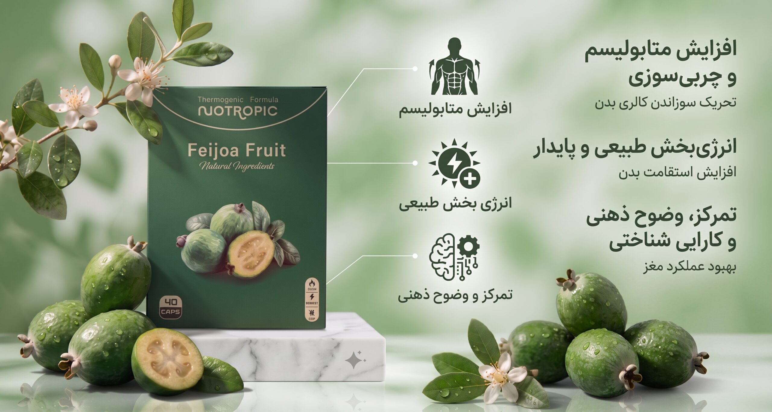 قرص لاغری نوتروپیک فیجوآ Feijoa Fruit